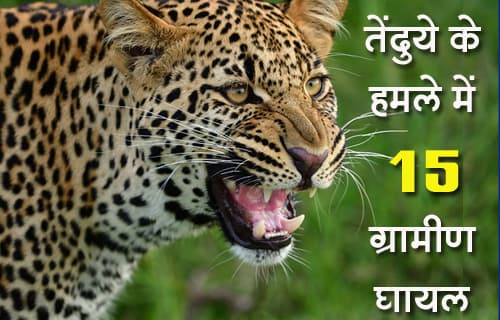 Attack of dreaded leopard in 3 villages of Hata, 15 villagers injured, panic in the area