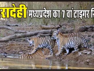 Nauradehi got the status of state's seventh tiger reserve from the National Board for Wildlife