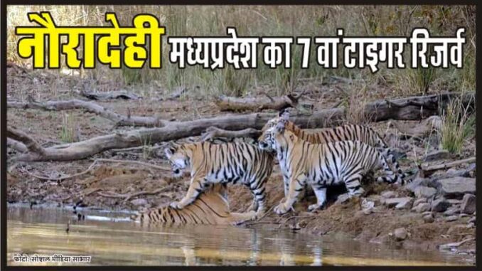 Nauradehi got the status of state's seventh tiger reserve from the National Board for Wildlife