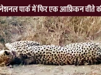 Male cheetah Tejas died of injuries in Kuno National Park