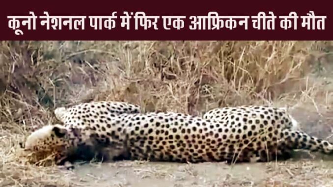 Male cheetah Tejas died of injuries in Kuno National Park