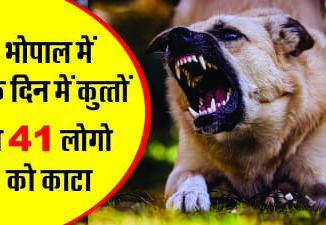 Terror of stray dogs in the capital Bhopal, bitten 41 people in one day.