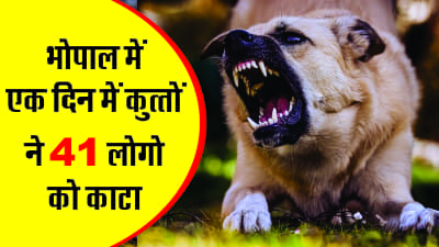 Terror of stray dogs in the capital Bhopal, bitten 41 people in one day.