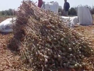 Chhatarpur police caught drug cultivation, seized 3 lakh opium trees.