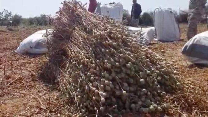 Chhatarpur police caught drug cultivation, seized 3 lakh opium trees.