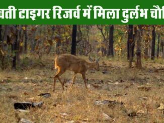 Good news from Rani Durgavati Tiger Reserve, extinct wild animal Chausingha trapped in camera