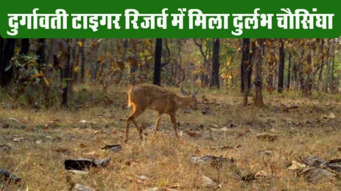 Good news from Rani Durgavati Tiger Reserve, extinct wild animal Chausingha trapped in camera