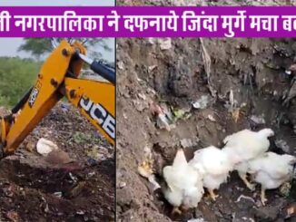 When Rahli Nagarpalika buried live chickens, there was uproar, people raised questions